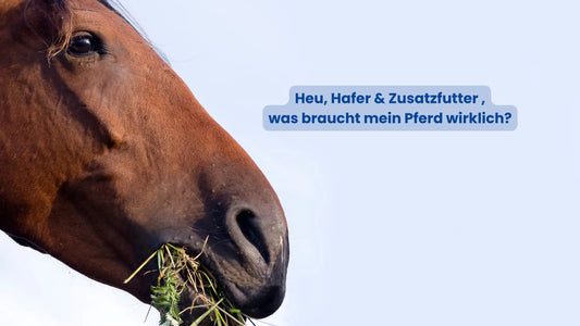Heu, Hafer & Zusatzfutter – was braucht mein Pferd wirklich?