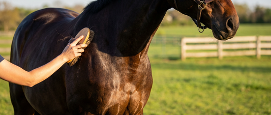 Frühjahrs-Fellwechsel: So hilft Biotin & B-Vitamine zu schönem Fell
