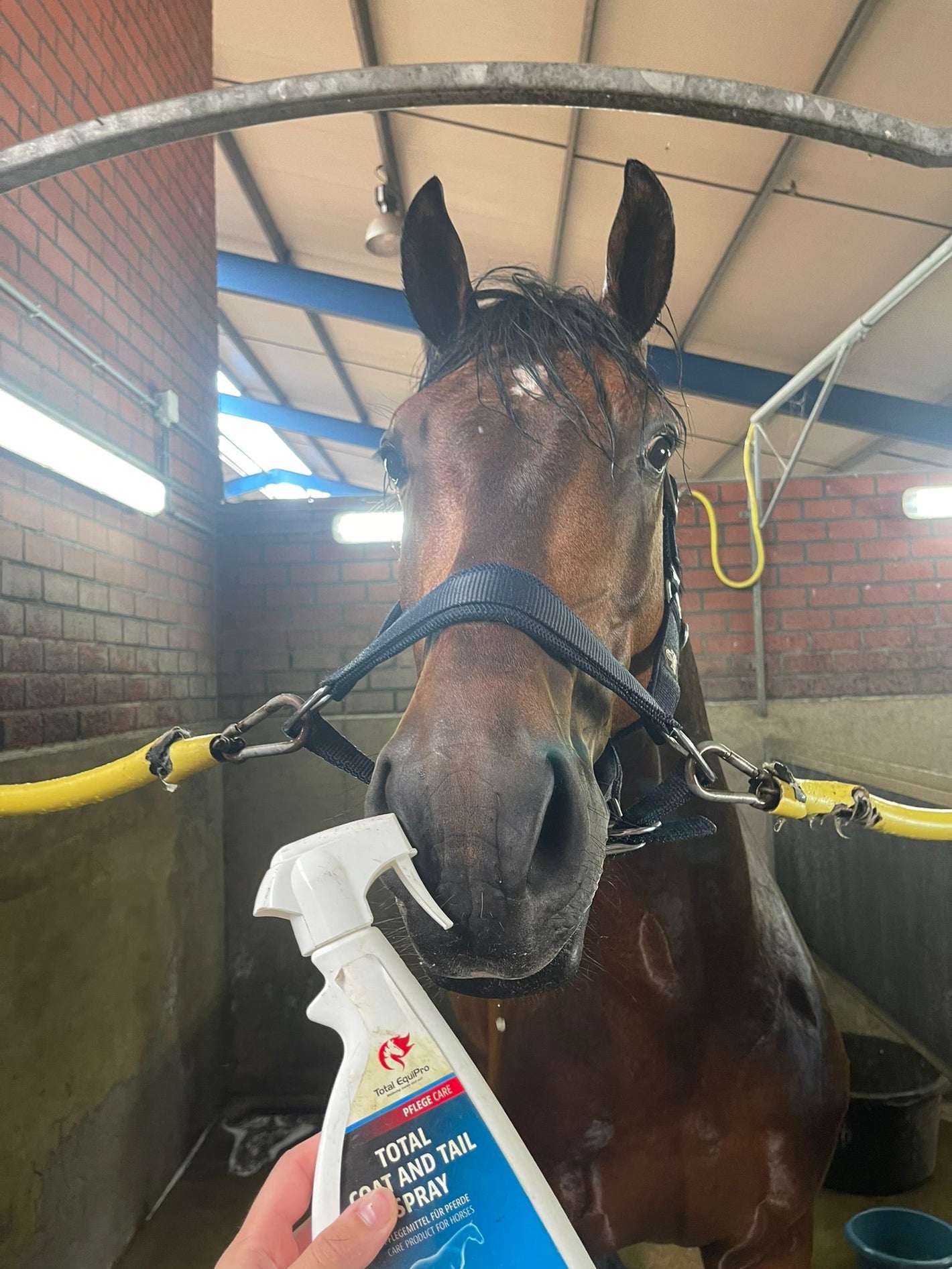 Kundenbewertung: Empfindliches Pferd verträgt unser Fellpflege-Spray ohne Irritationen, angenehmer Duft.

