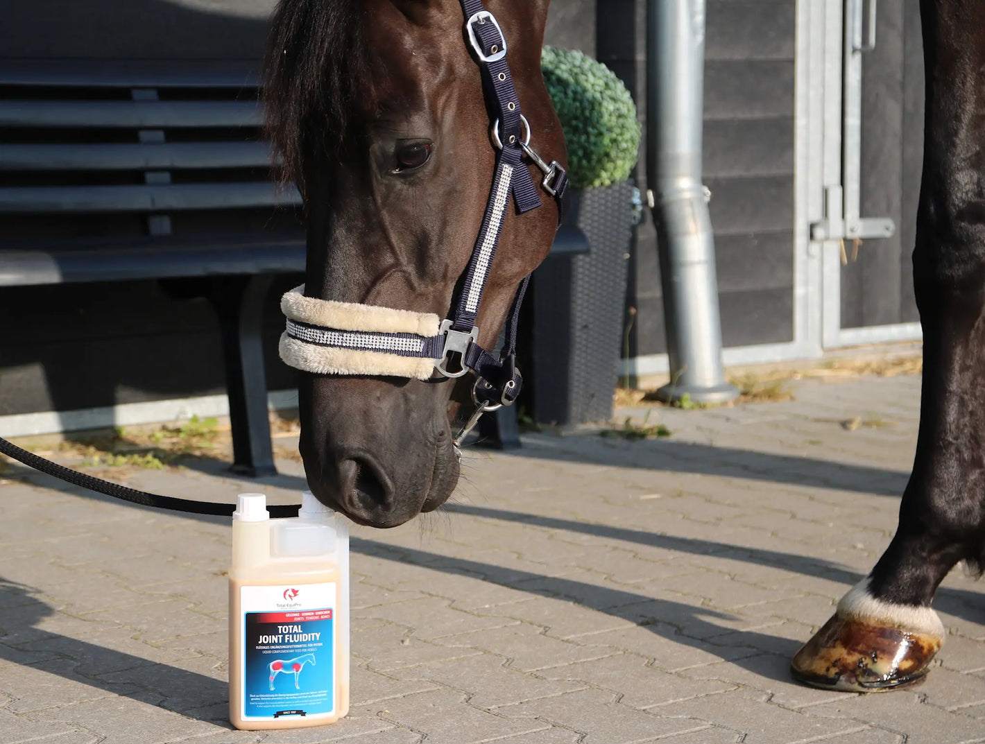 Pferd riecht an der Joint Fludity Flasche